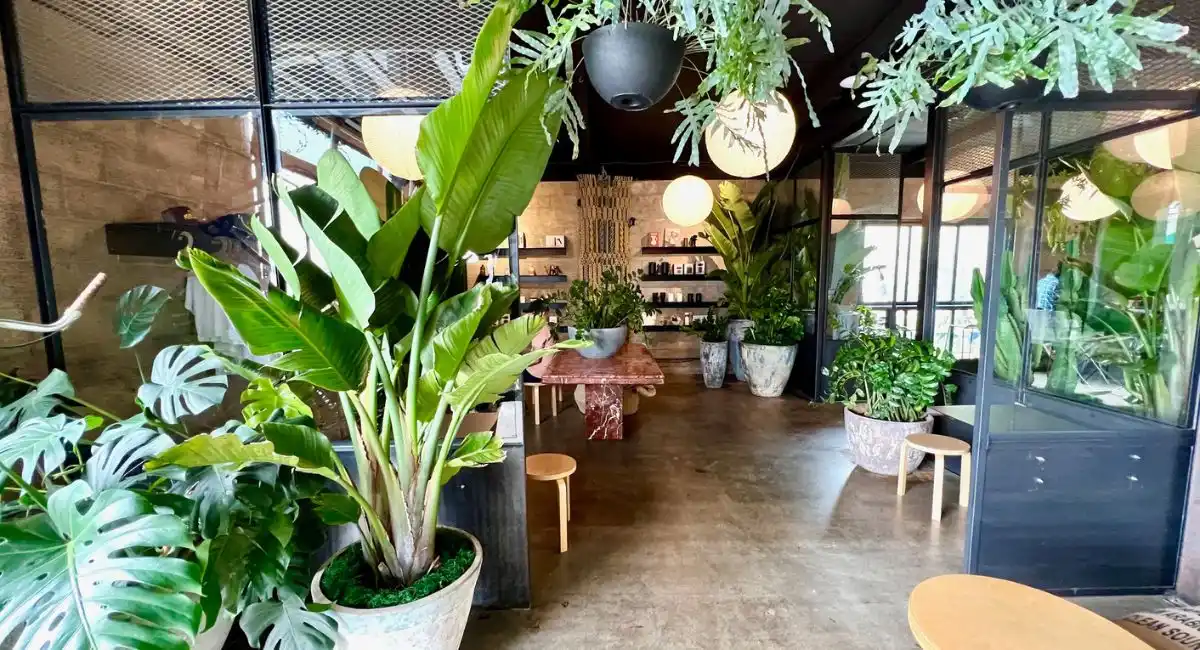 Room with live potted plants
