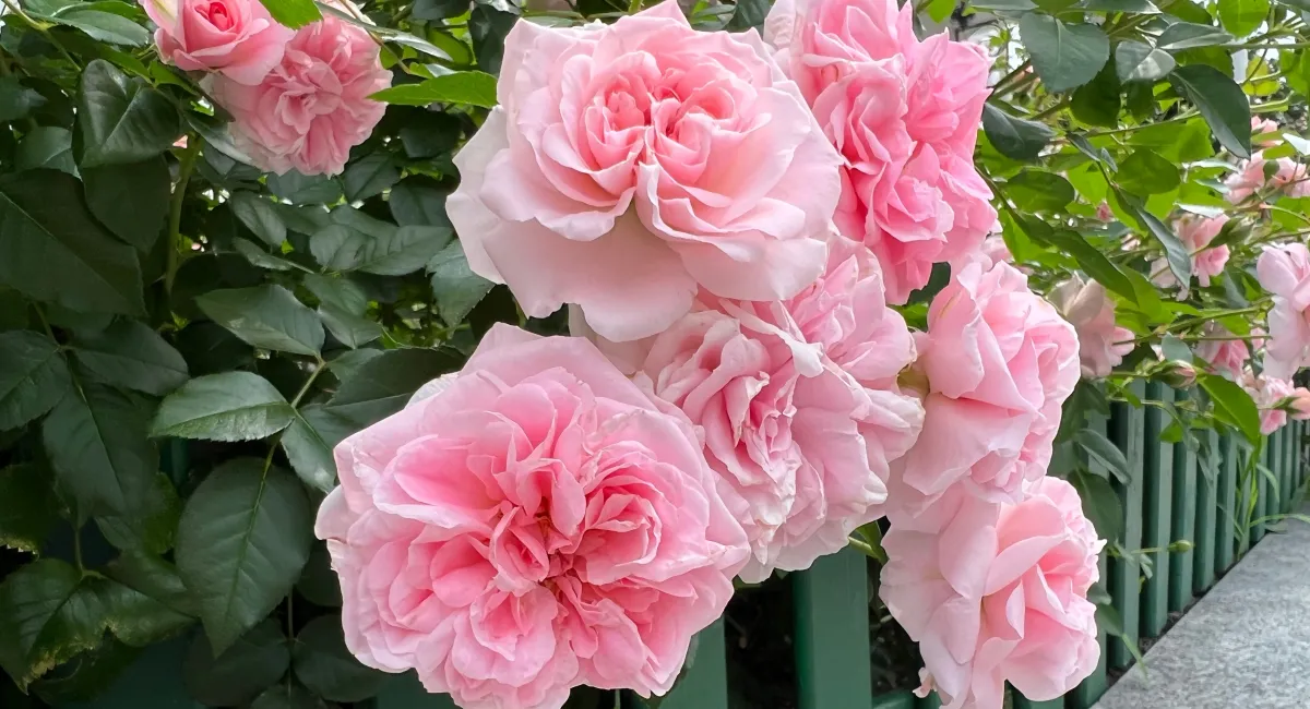 image-banner-stock-pink-climbing-rose-with-many-beautiful-flowers-1414547297.webp