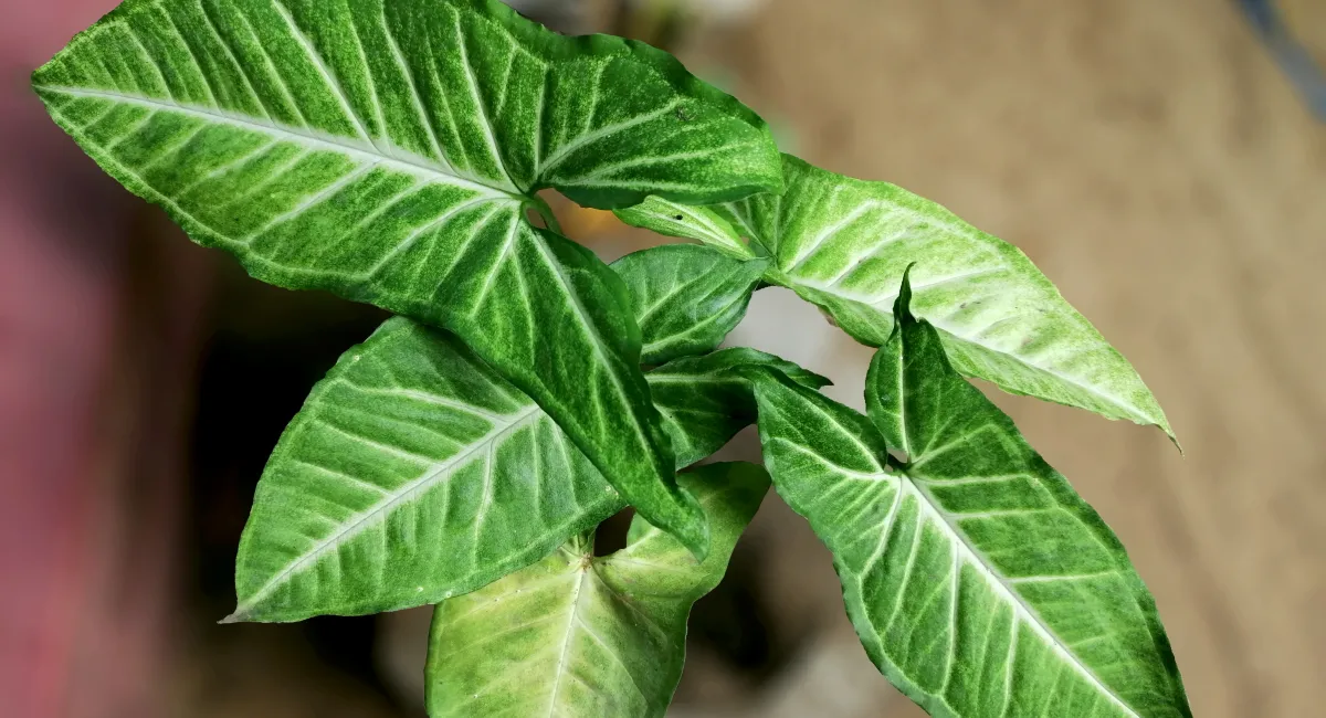 Nephthytis plant with arrowhead-shaped green and white leaves