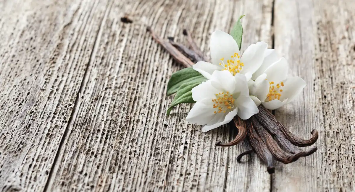 Vanilla pod laying in a wood surface