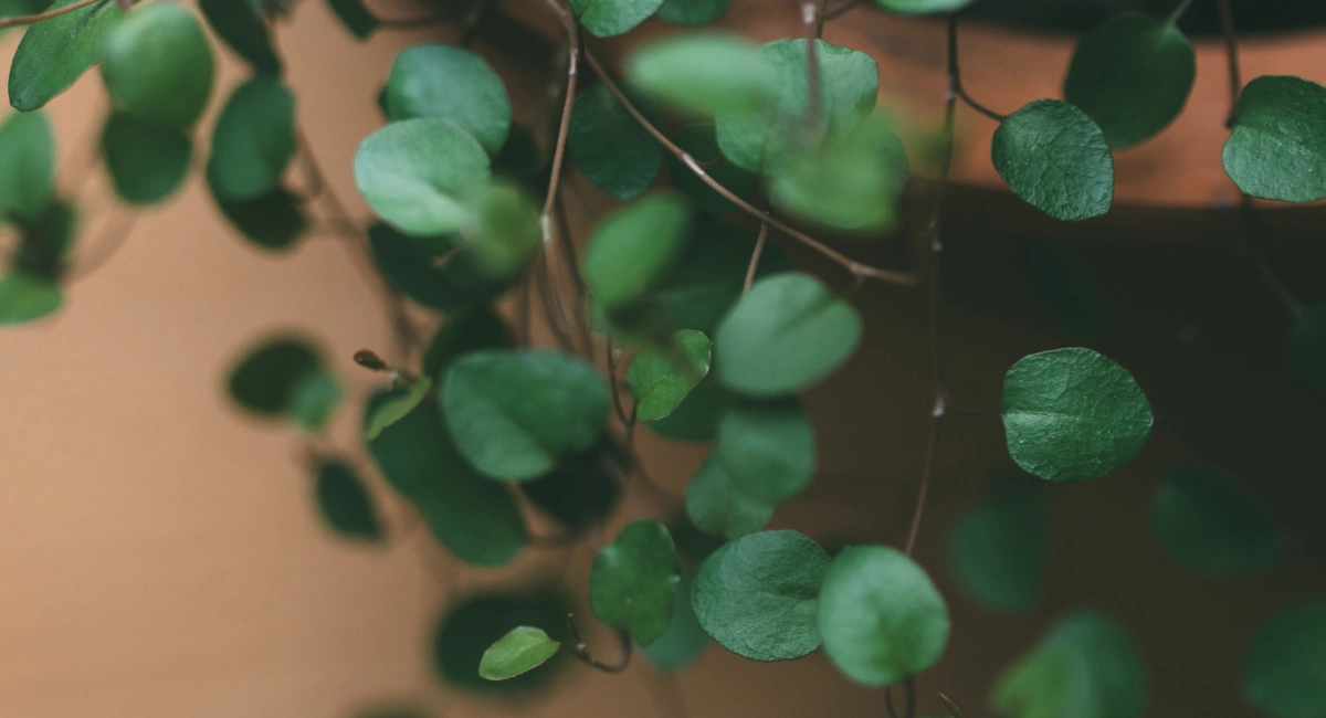 image-banner-stock-houseplant-in-a-pot-on-the-window-1137991529.webp