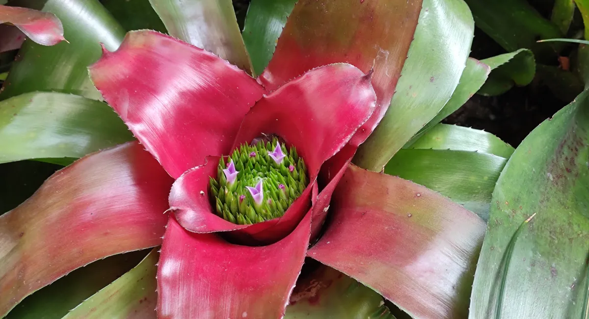 Bromeliad Care Tips And Tricks From Ambius' Experts