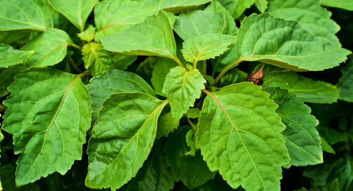 image-banner-stock-close-up-of-large-leaves-on-patchouli-plant-831204024.webp
