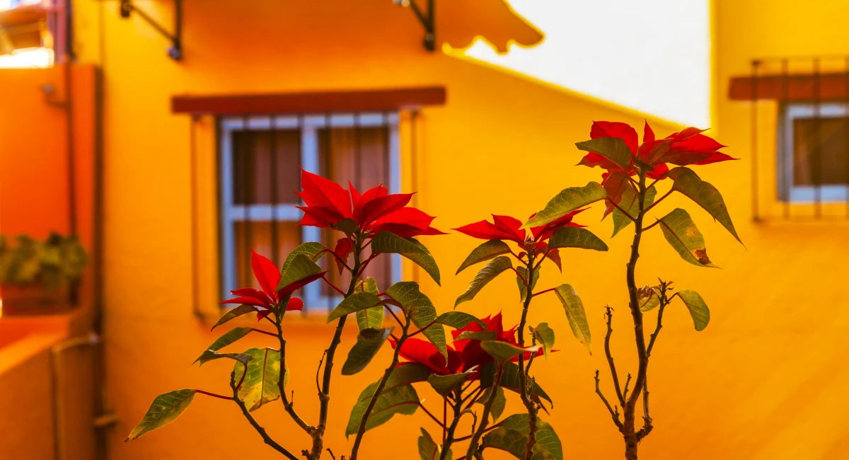 image-banner-stock-colorful-red-poinsettas-yellow-wall-guanajuato-614497052.webp
