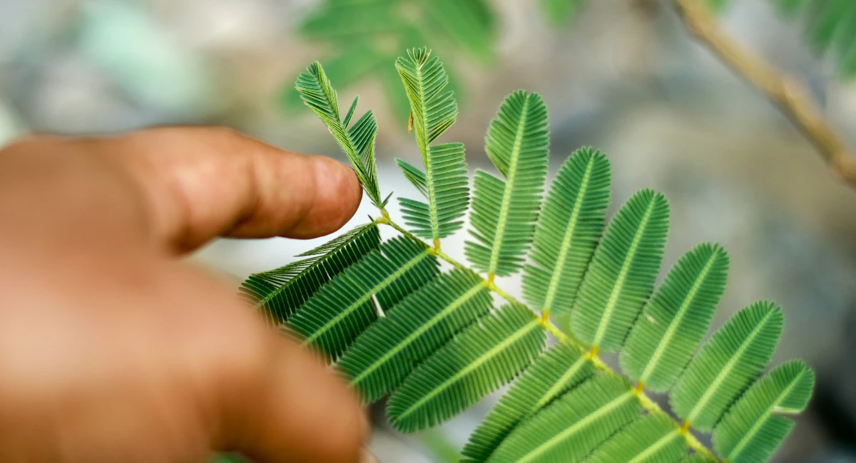image-banner-stock-humble-plant--1156197027.webp