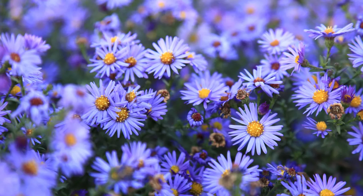 image-banner-stock-small-purple-asters-wildflowers-background-495663062.webp