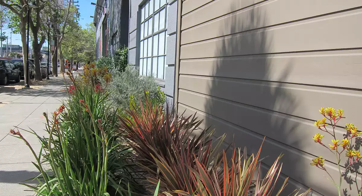 Live outdoor greenery