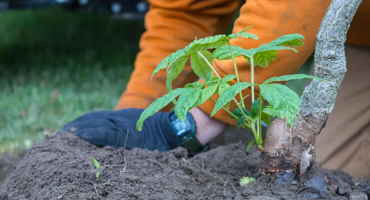 Ambius colleague planting the Anne Frank sapling in the ground.