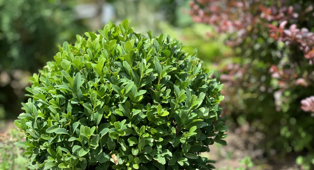 image-banner-stock-green-decorative-boxwood-round-shape--1406155434.webp
