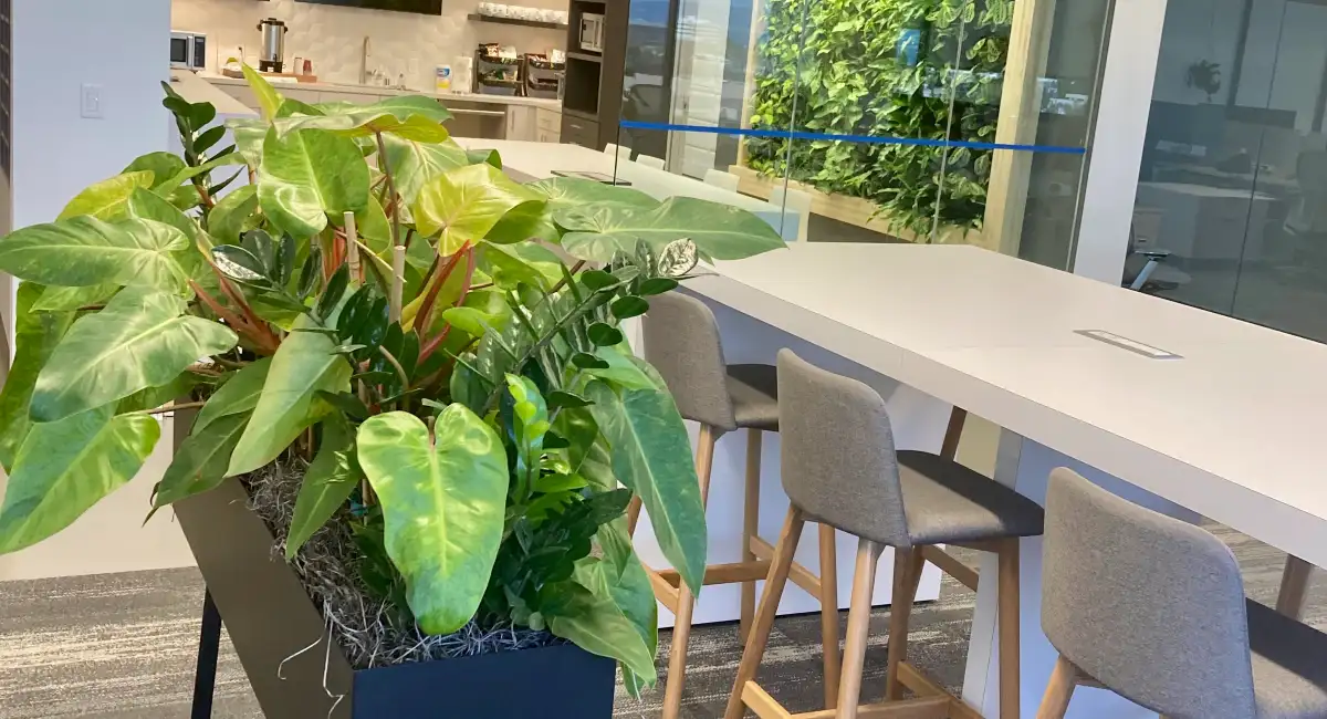 Kitchen plants