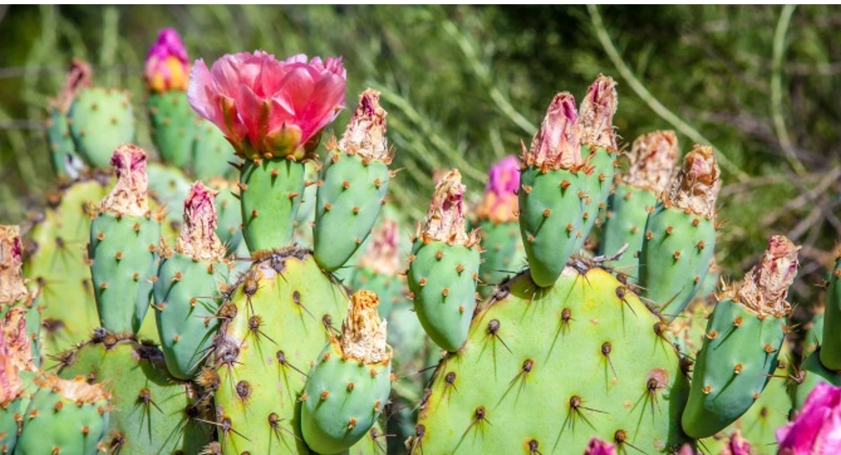 cacti