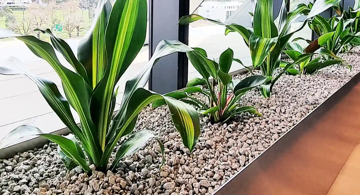 plant
