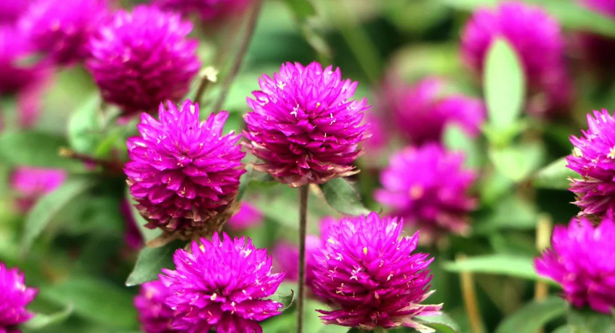 image-banner-stock-bachelors-button-flower-998088398 (1).webp
