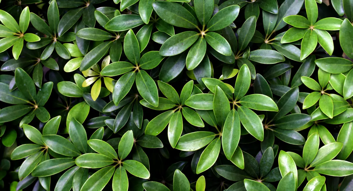 Schefflera plants