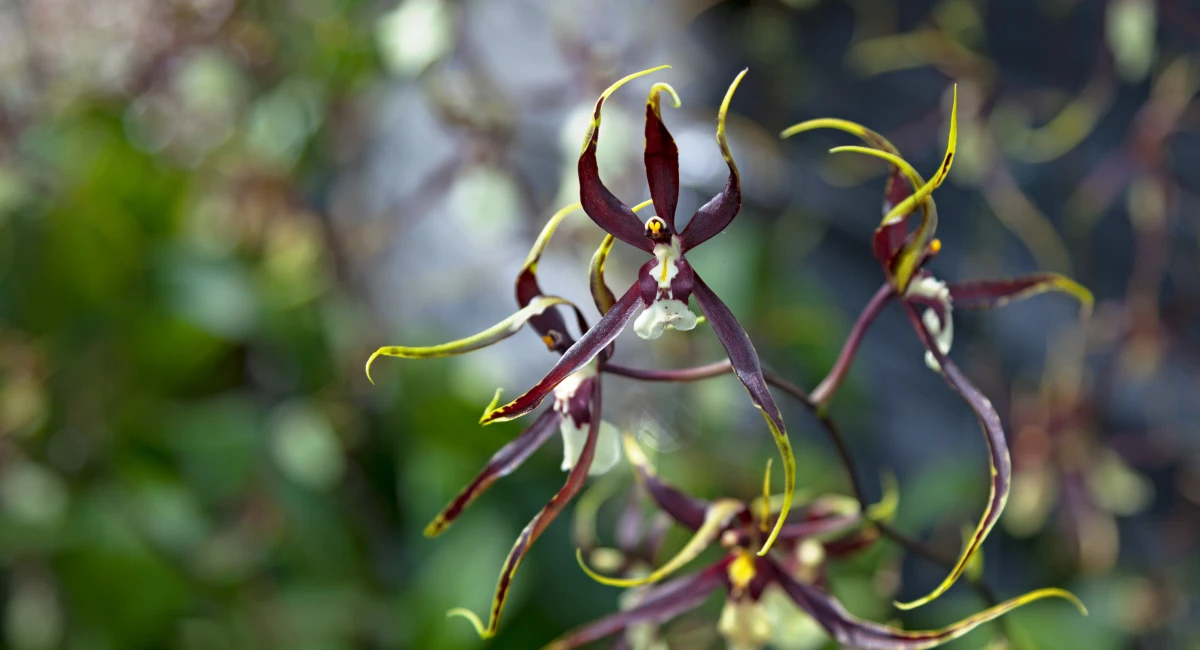 image-banner-stock-brassidium-urchinesque-standing-tall-1032408312.webp