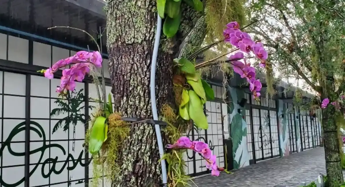Tree with pink flowers