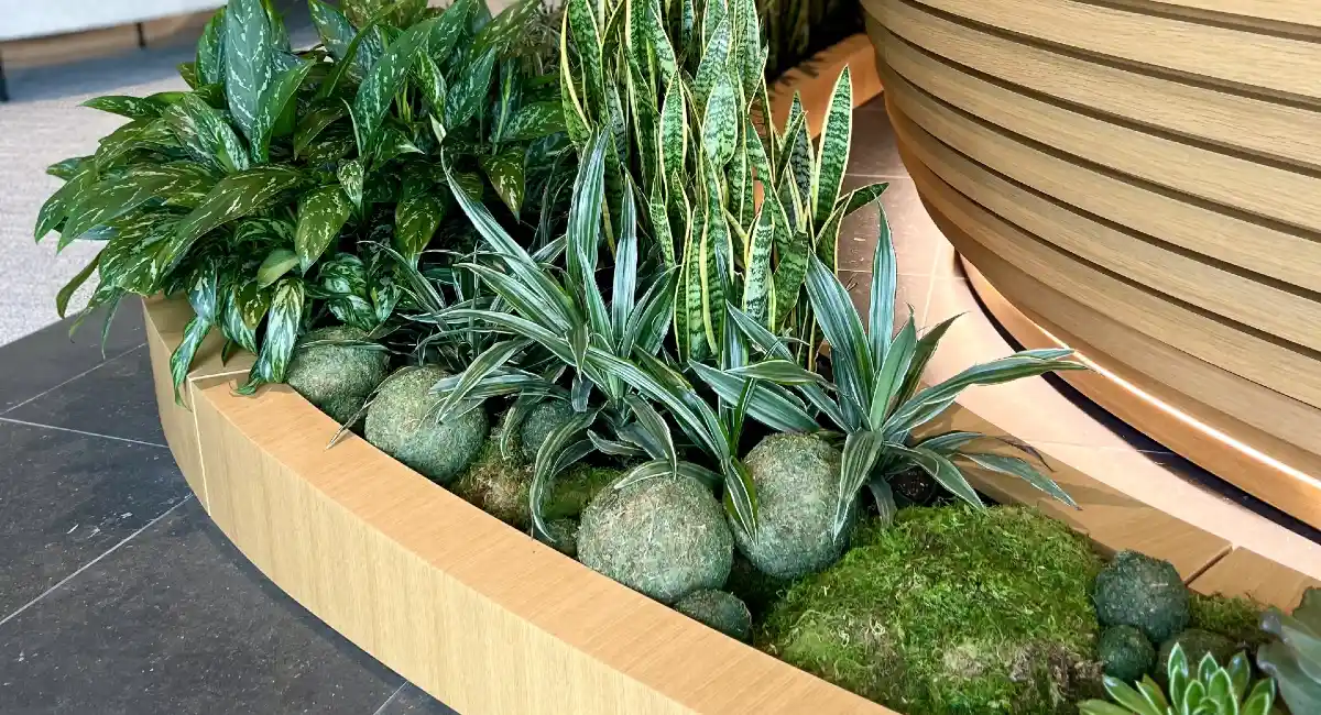 close up of trough of live plants in office lobby