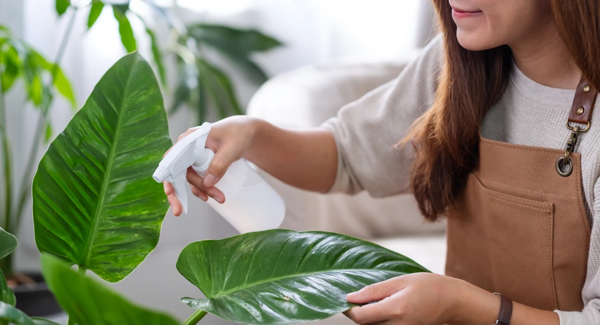 Person spraying and caring for large green indoor plant leaves with a spray bottle