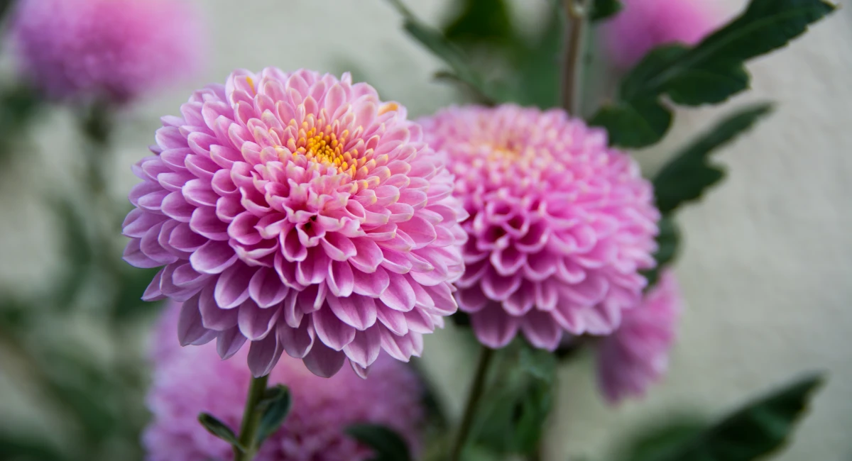 image-banner-stock-violent-chrysanthemums-flower-603153936.webp