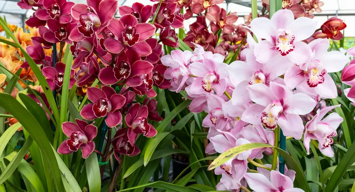 Orchids in various colors