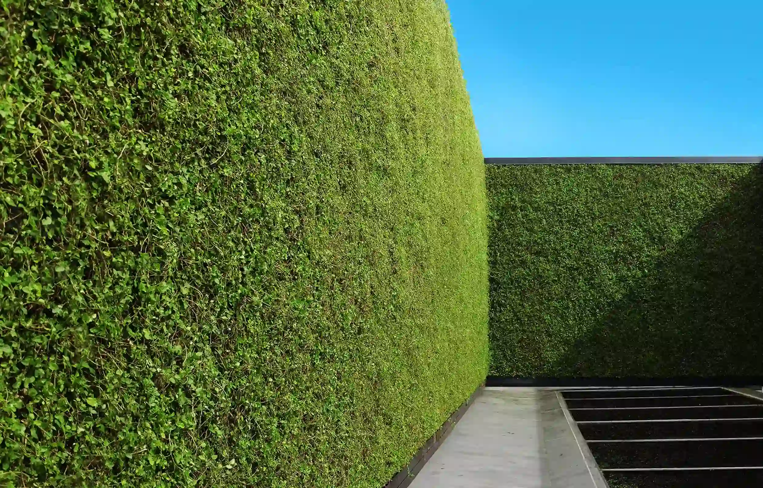 Rooftop green wall