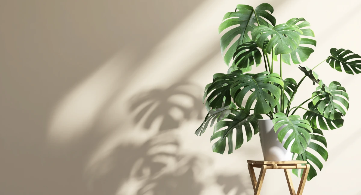 image-banner-stock-healthy-green-monstera-plant-in-white-ceramic-pot-1430307936.webp