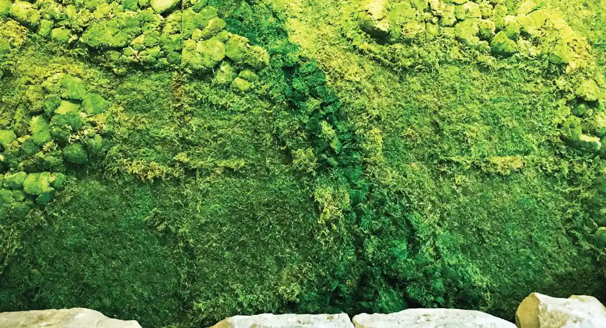 Wall of plants with rocks below it