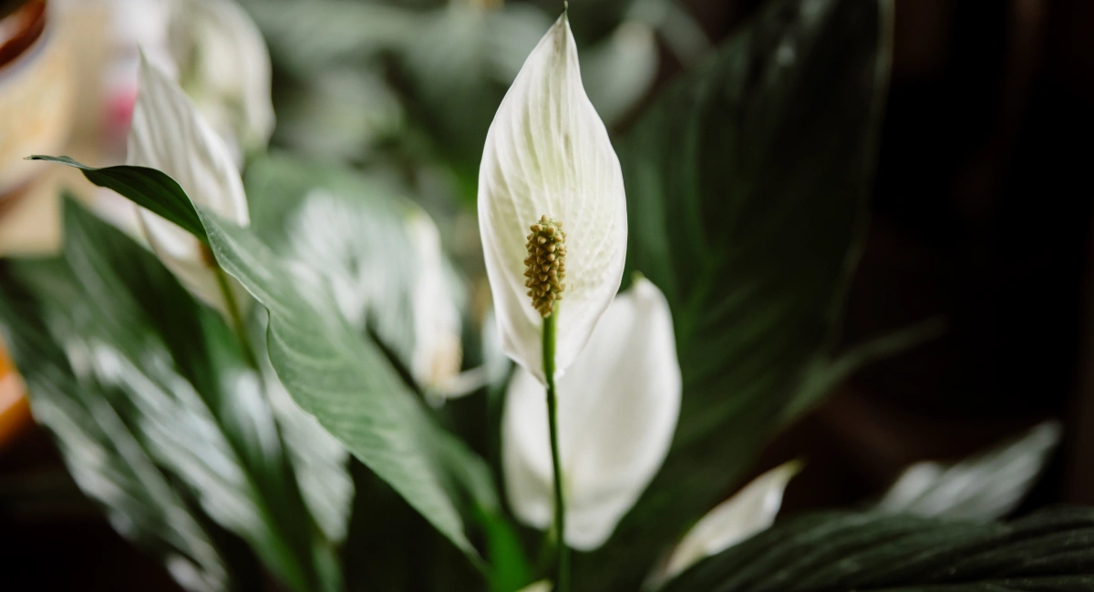 image-banner-stock-spathiphyllum-1316114367.webp