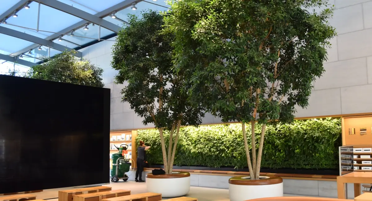 Indoor greenery in tech retail store
