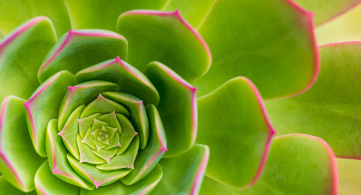 image-banner-stock-succulent-plant-aeonium-arboreum-closeup-1021625218.webp