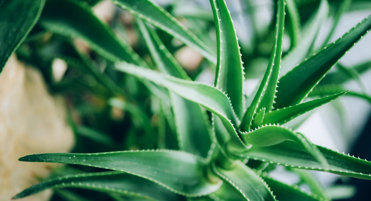 image-banner-stock-green-aloe-vera-plants--tropical-aloe--nature-1155445950.webp