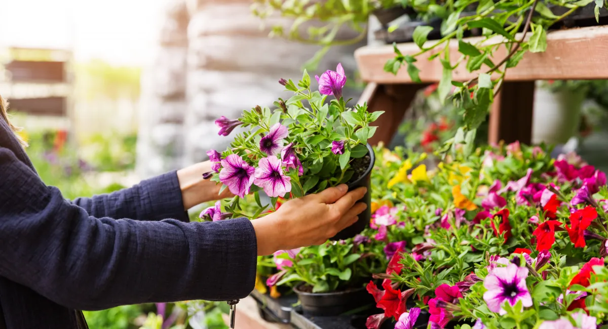 image-banner-stock-woman-chooses-petunia-flowers-at-garden-plant-690357282.webp
