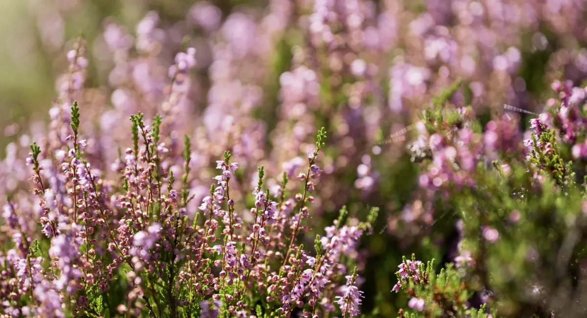 image-banner-stock-heather-plant-1413663446.webp