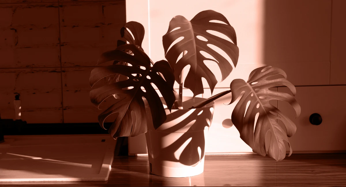 Monstera plant in mocha mousse color