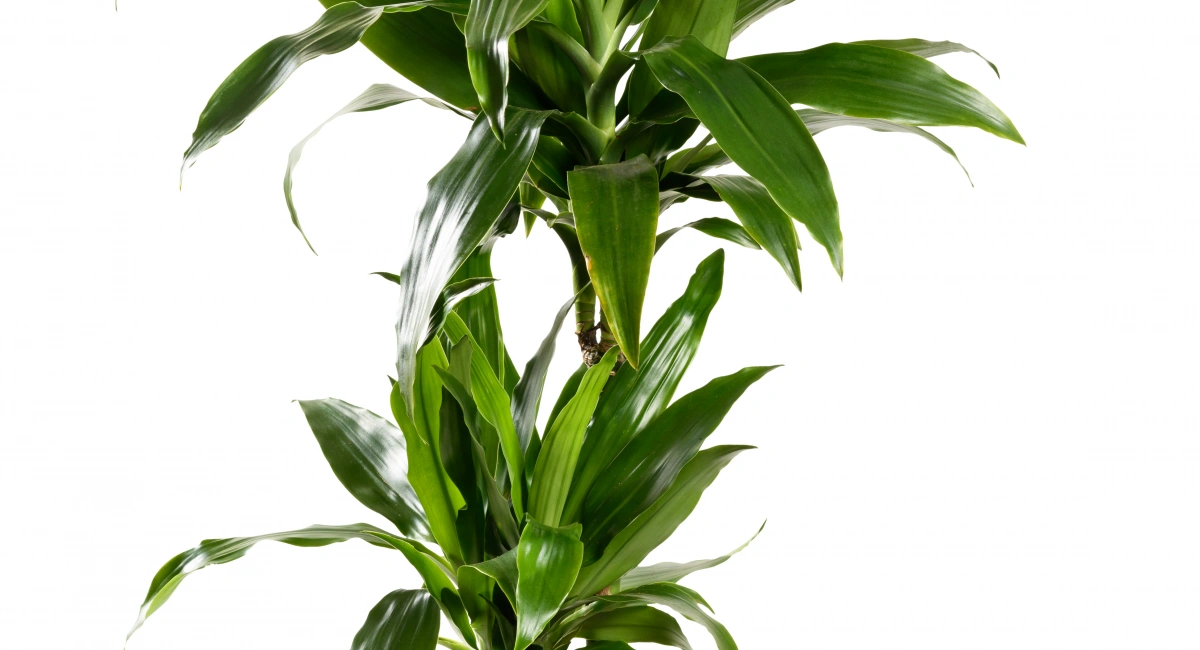 image-banner-stock-potted-dracaena-janet-craig-1303492881.webp