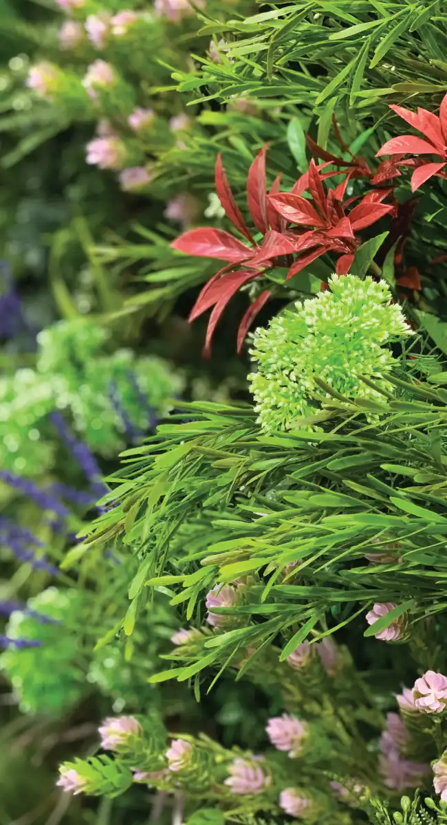 Flowery plants close up