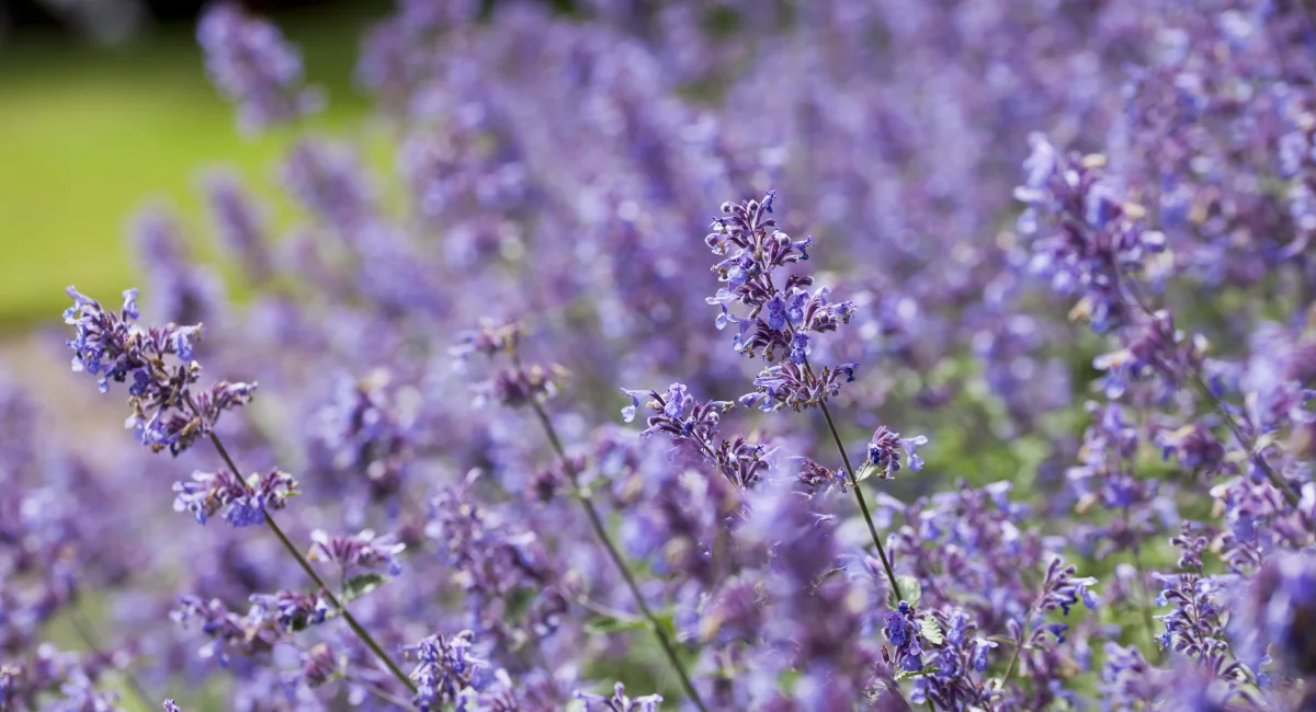 image-banner-stock-beautiful-purple-flowers-of-perennial-plant-1461685709.webp
