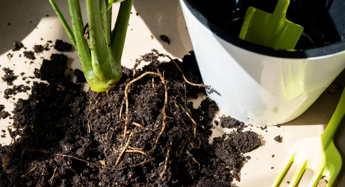Close-up of plant roots and soil during repotting next to a white pot and gardening tools