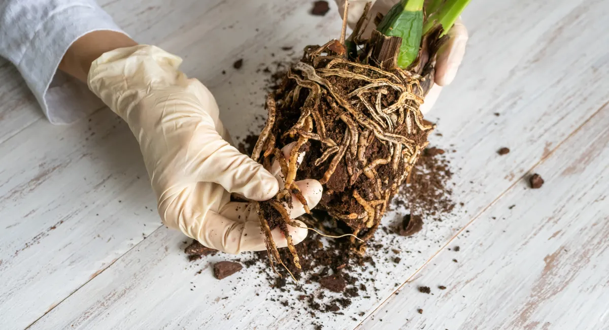 image-banner-stock-a-gloved-hand-shows-the-damaged-diseased-orchid-1366930266.webp