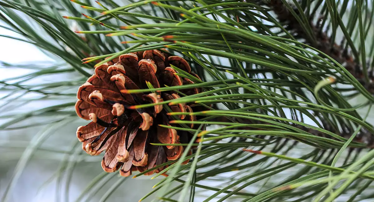 Pine cone