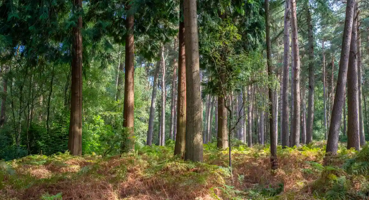 image-banner-stock-pine-woodland-scene-1272788701.webp