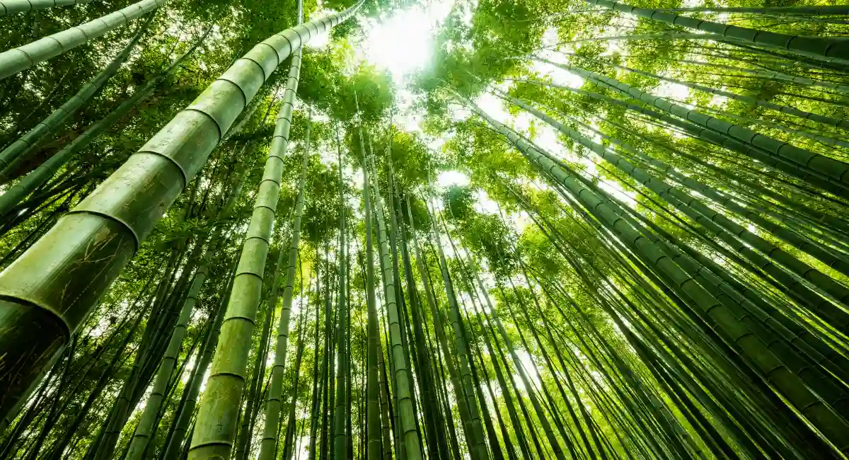 image-banner-stock-giant-bamboo-1252966289.webp