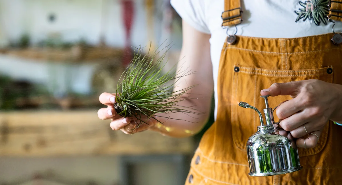 image-banner-stock-woman-florist-spraying-air-plant-tillandsia-by-1294209848.webp