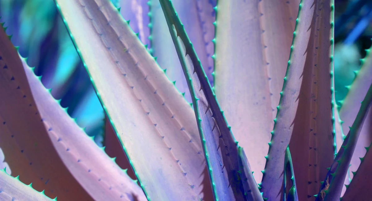image-banner-stock-abstract-agave-plant-surrealistic-color-scheme-1145082245.webp
