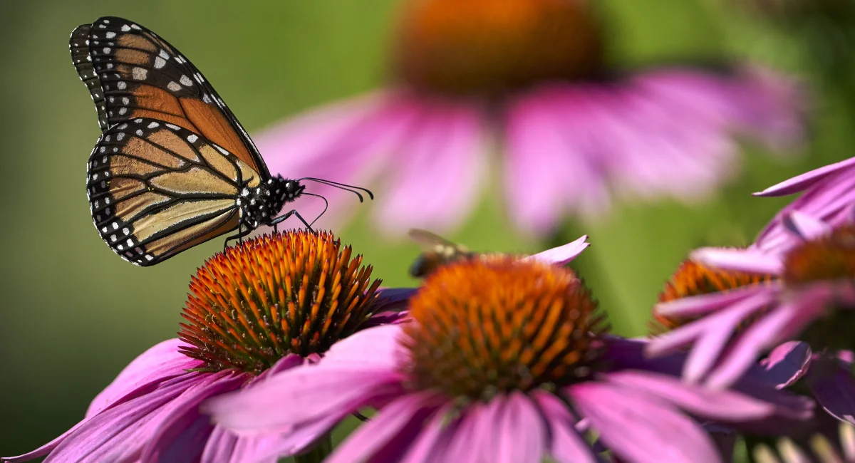 -image-banner-stock-monarch-butterfly-feeding-on-coneflowers-1-1407741943.webp