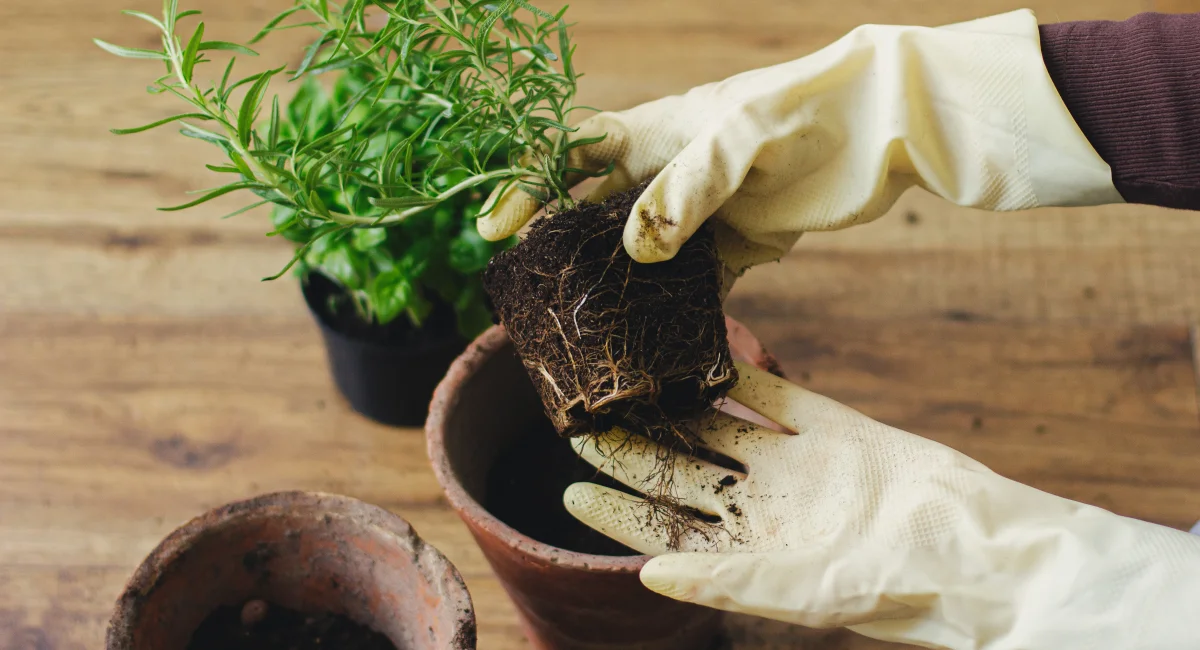 image-banner-stock-rosemary-plant-with-roots-and-soil-in-hands-in-1324721303.webp