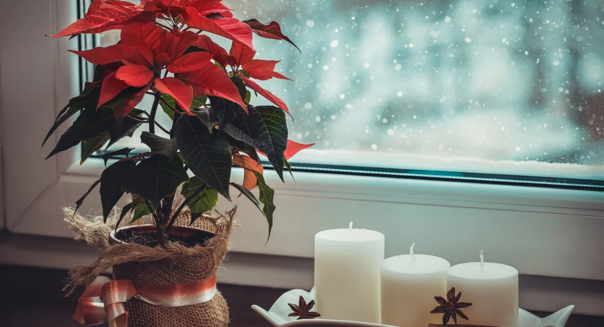 image-banner-stock-red-poinsettia-1189531556.webp