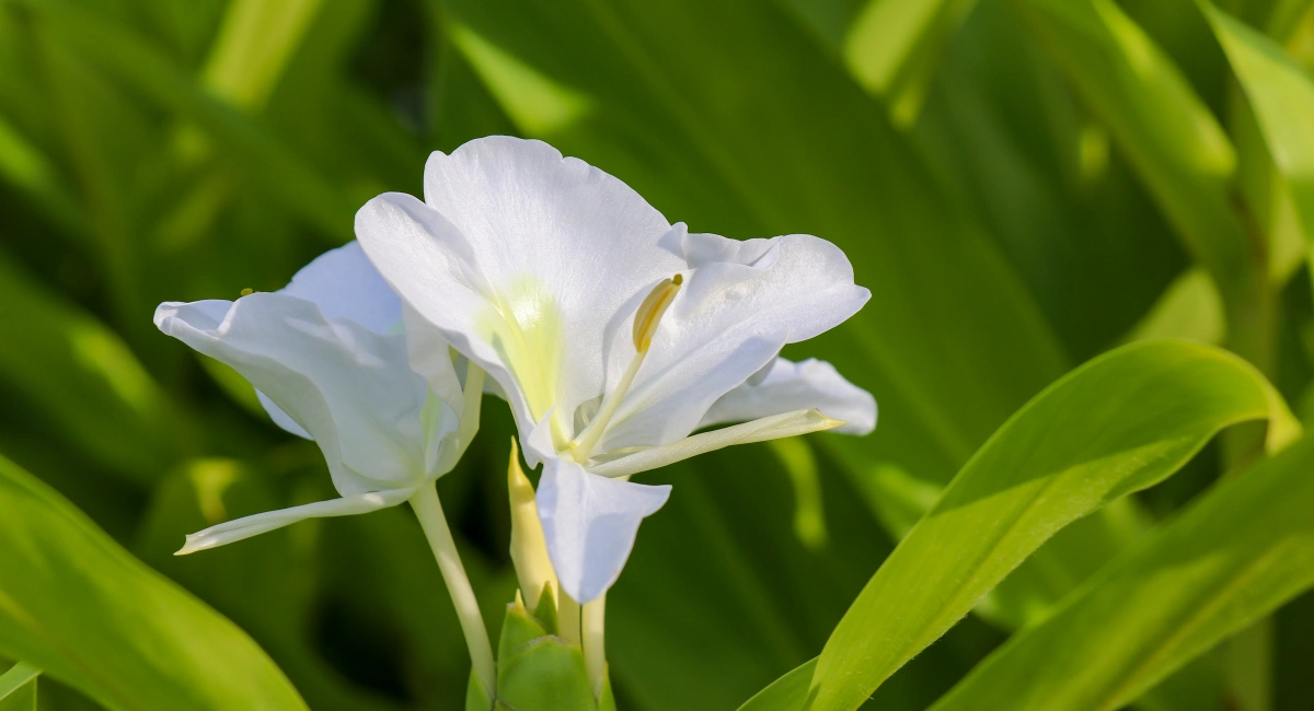 image-banner-stock-close-up-of-white-flowers-of-the-ginger-lily--1210422470 (1).webp