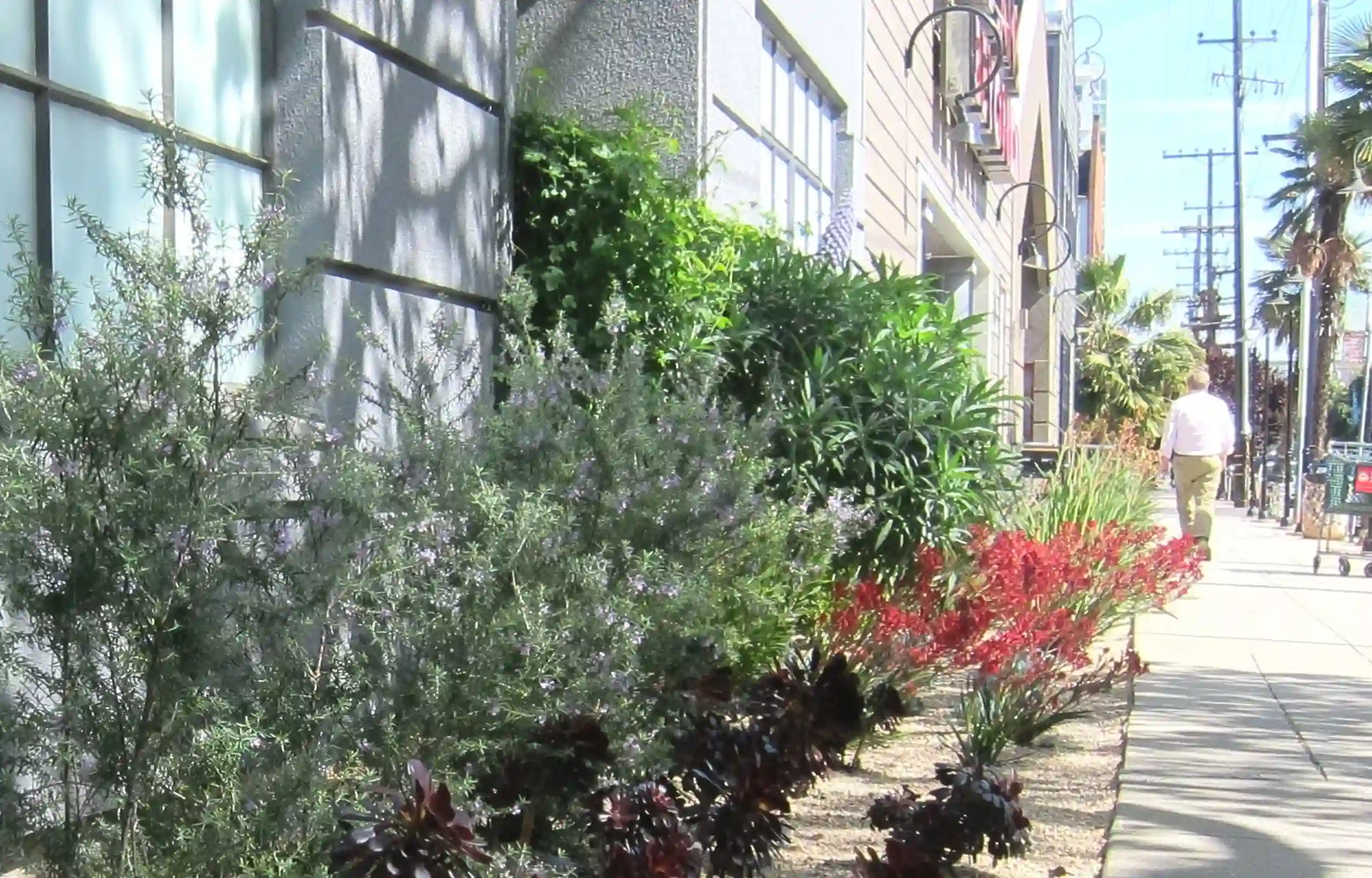 Live outdoor greenery