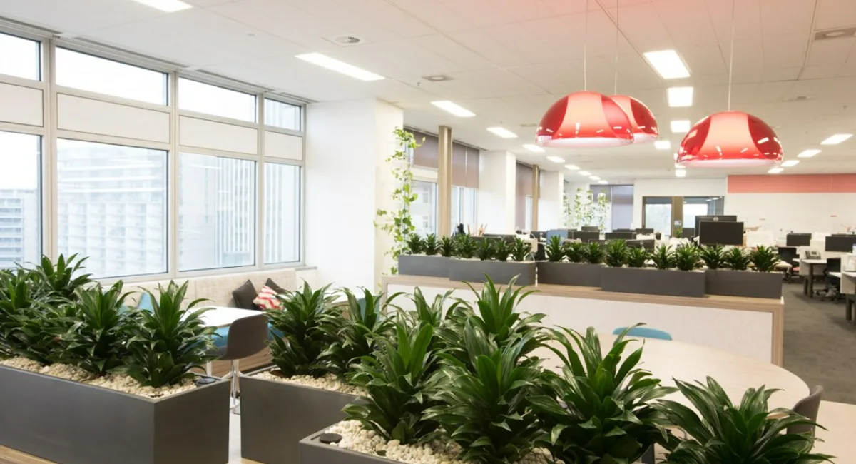 An open space office layout with rows of plant containers.